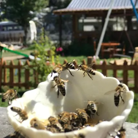 Bujtina Izet Selimaj بيت ضيافة فالبني